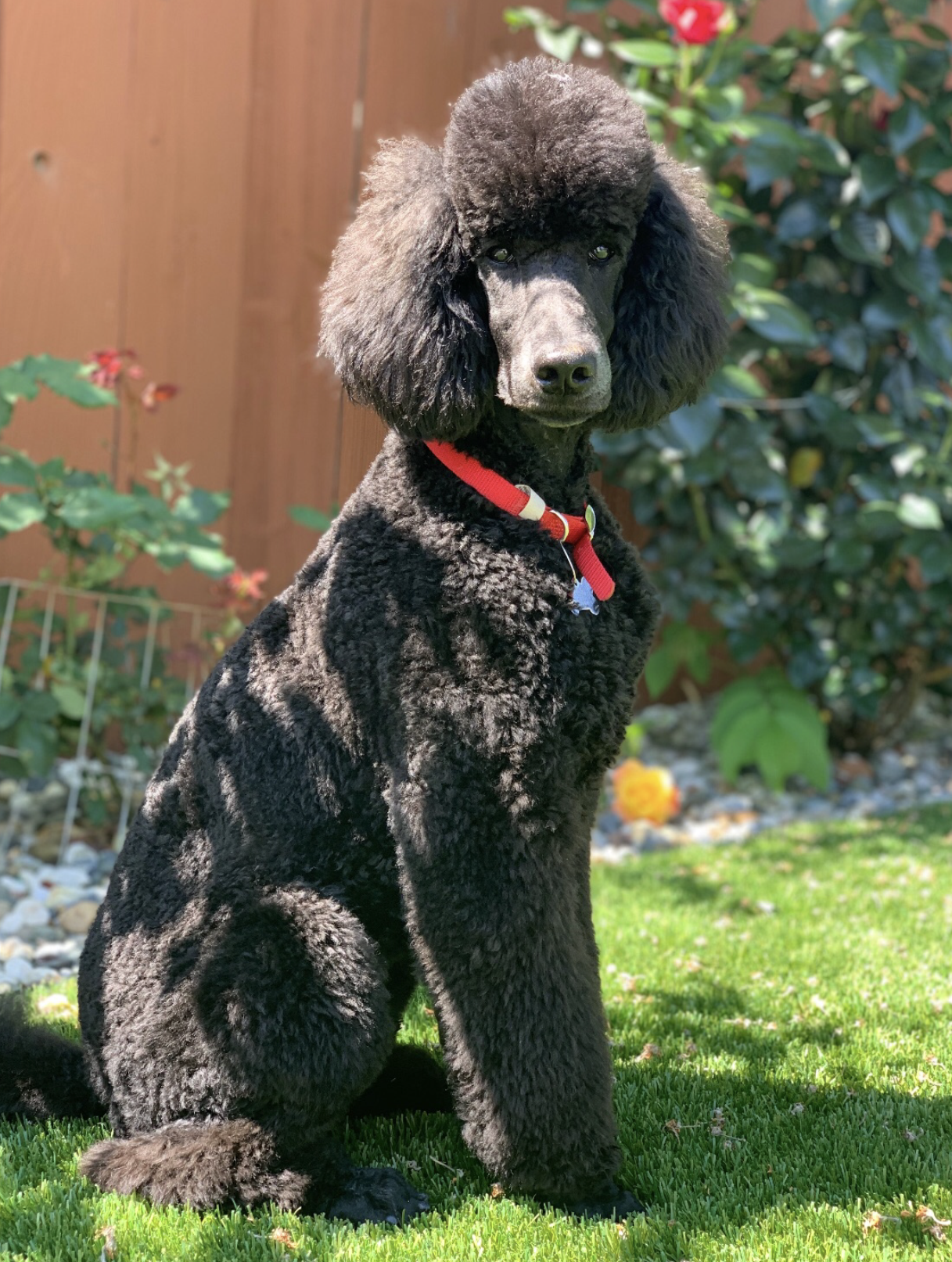Jasper